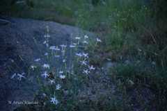 Dianthus orientalis var. angulatus
